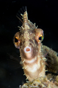 Radial filefish by Rudy Janssen 